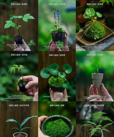 芍药花怎么养，掌握关键要点，花开更鲜艳