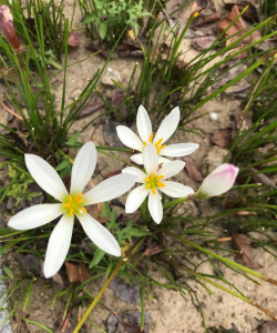 芍药花怎么养，掌握关键要点，花开更鲜艳