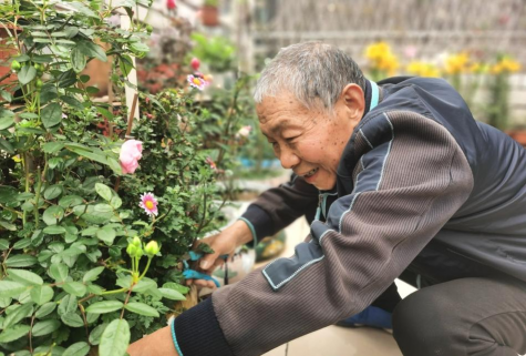 葡萄栽培，掌握关键技术，实现优质丰产