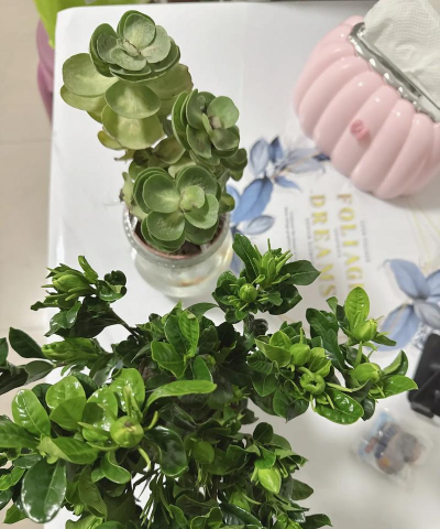 葡萄栽培，掌握关键技术，实现优质丰产