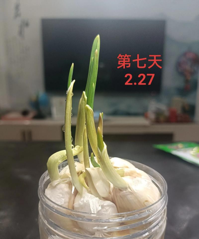 葡萄栽培，掌握关键技术，实现优质丰产