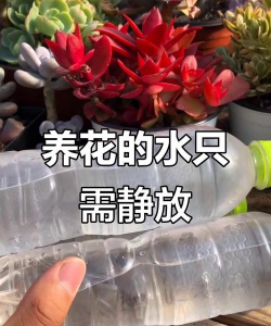 葡萄栽培，掌握关键技术，实现优质丰产