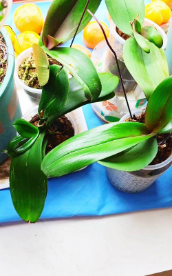 无土栽培技术，突破土壤限制，开启高效种植新篇章