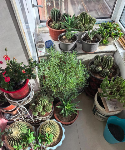 无土栽培技术，突破土壤限制，开启高效种植新篇章