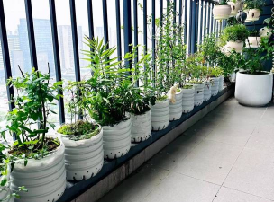 无土栽培技术，突破土壤限制，开启高效种植新篇章