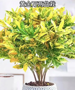 无土栽培技术，突破土壤限制，开启高效种植新篇章