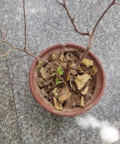 家庭养花用生根粉