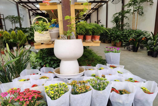 家庭养花用生根粉