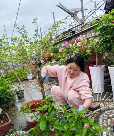 家庭养花用生根粉