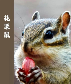 笼养花栗松鼠