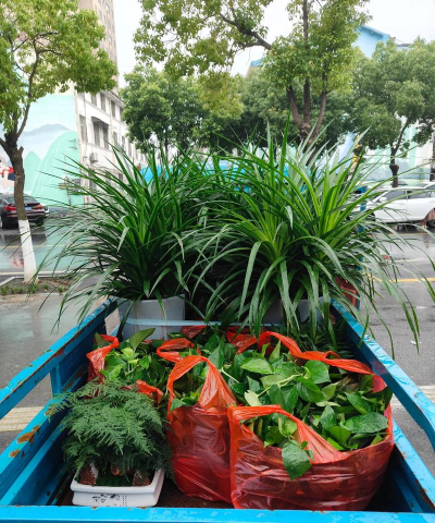 家庭养花用生根粉