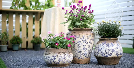 家庭养花用生根粉