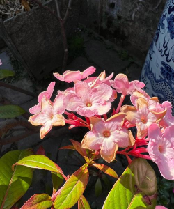 滇丁香的繁殖和栽培管理 滇丁香的繁殖和栽培管理