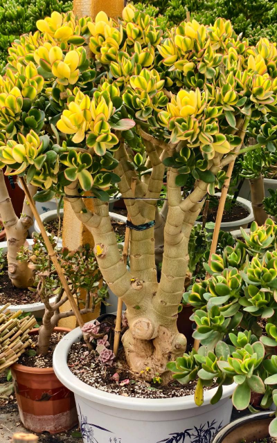 新花月锦如何剪枝