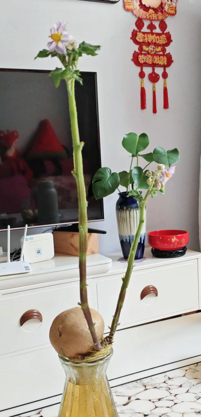 抖音土豆养花
