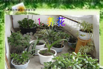 家庭养花用生根粉