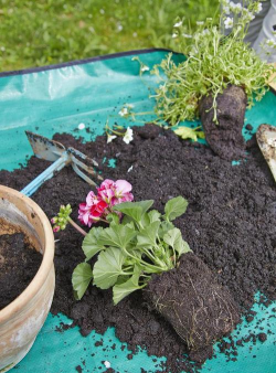 家庭养花用生根粉