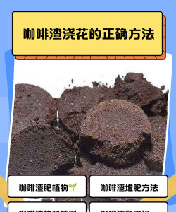 自制咖啡渣养花