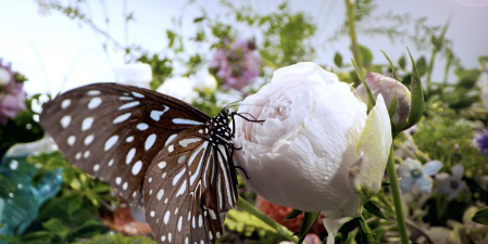 家庭养花用生根粉