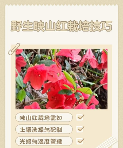 栽映山红有什么好处