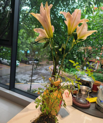 家庭养花用生根粉