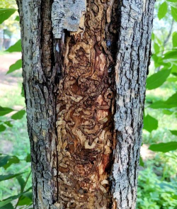 我国首次发现白蜡树害虫天敌