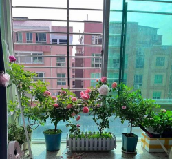 家庭养花用生根粉