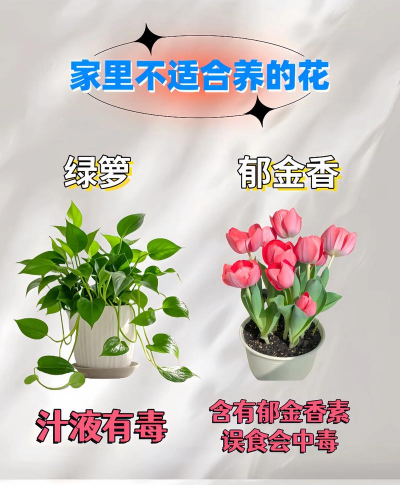 室内不喜欢养花