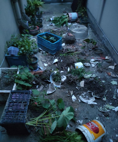 家庭养花用生根粉