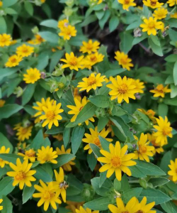 皇帝菊是什么花