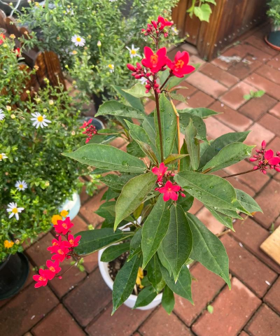 家庭养花用生根粉