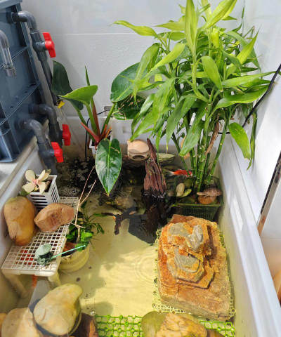 家庭养花用生根粉