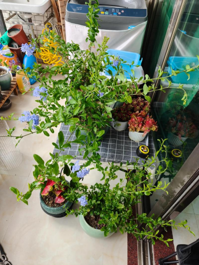 家庭养花用生根粉