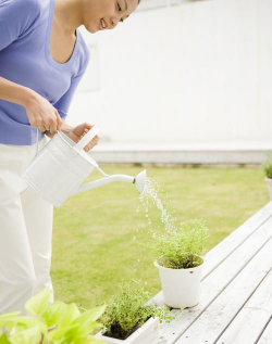 家庭养花用生根粉