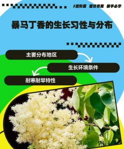 暴马丁香如何繁殖