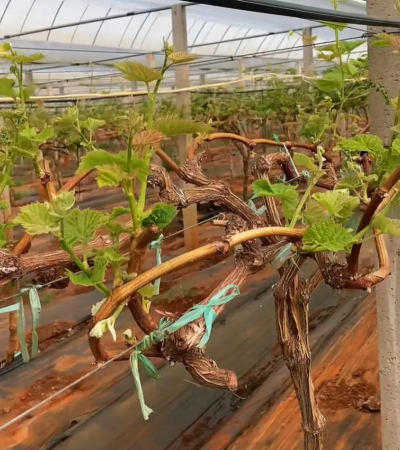 春管葡萄话抹芽 春管葡萄话抹芽