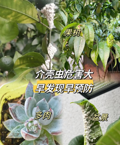 树桩盆景病虫害的防治