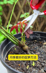 家庭养花用生根粉