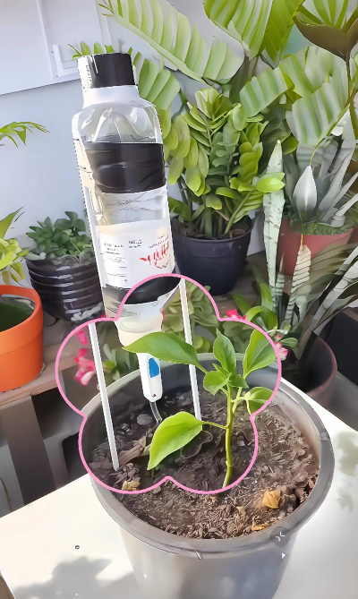 家庭养花用生根粉