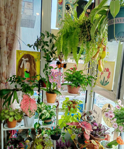 家庭养花用生根粉