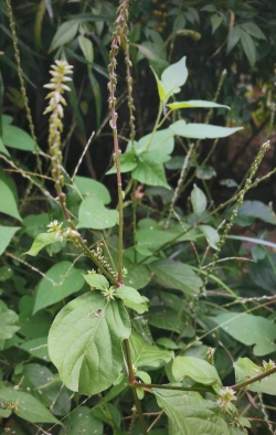 牛膝什么时间开花