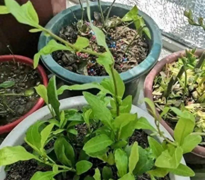 家庭养花用生根粉