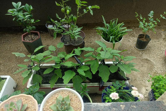 家庭养花用生根粉