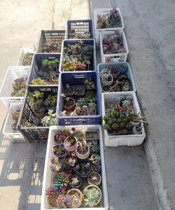 家庭养花用生根粉