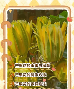坏芒果怎么养花