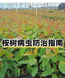 尾叶桉主要病虫害防治