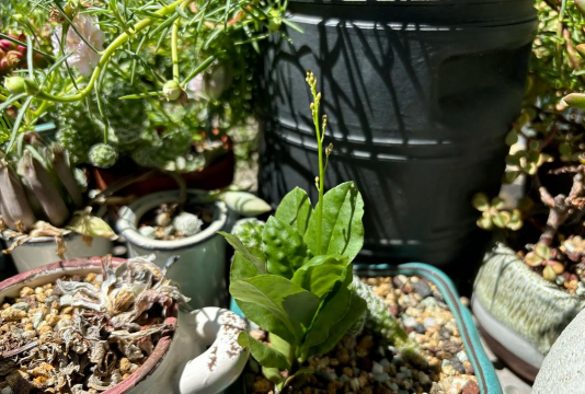 家庭养花用生根粉