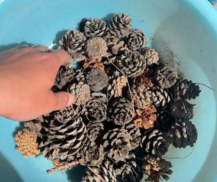 松球为什么不能捡来