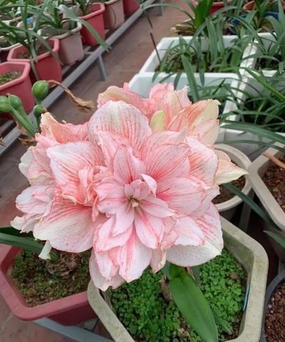 越南农村养花条件