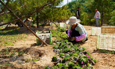 家庭养花用生根粉